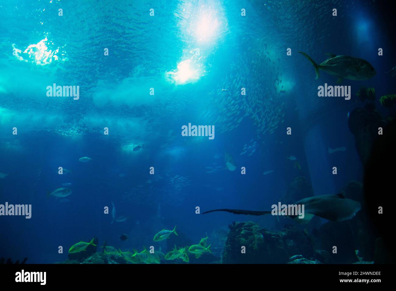 Lisbon aquarium,  the largest public aquarium of Europe. Biology and science. Sting-ray on aquarium. Stock Photo