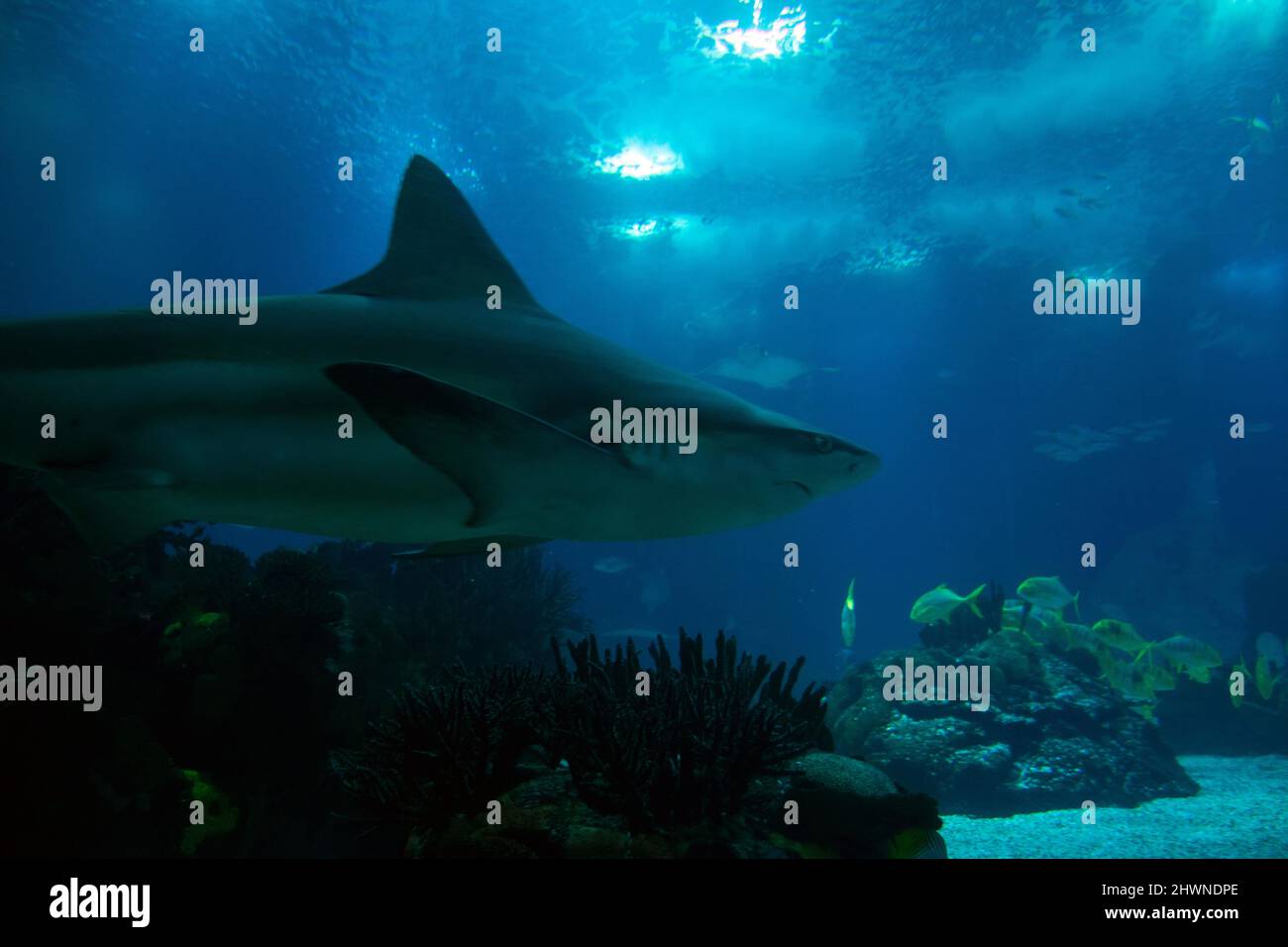 Shark cruising underwater at lisbon aquarium, oceanário de Lisboa. Shark fins, dorsal fin. Stock Photo