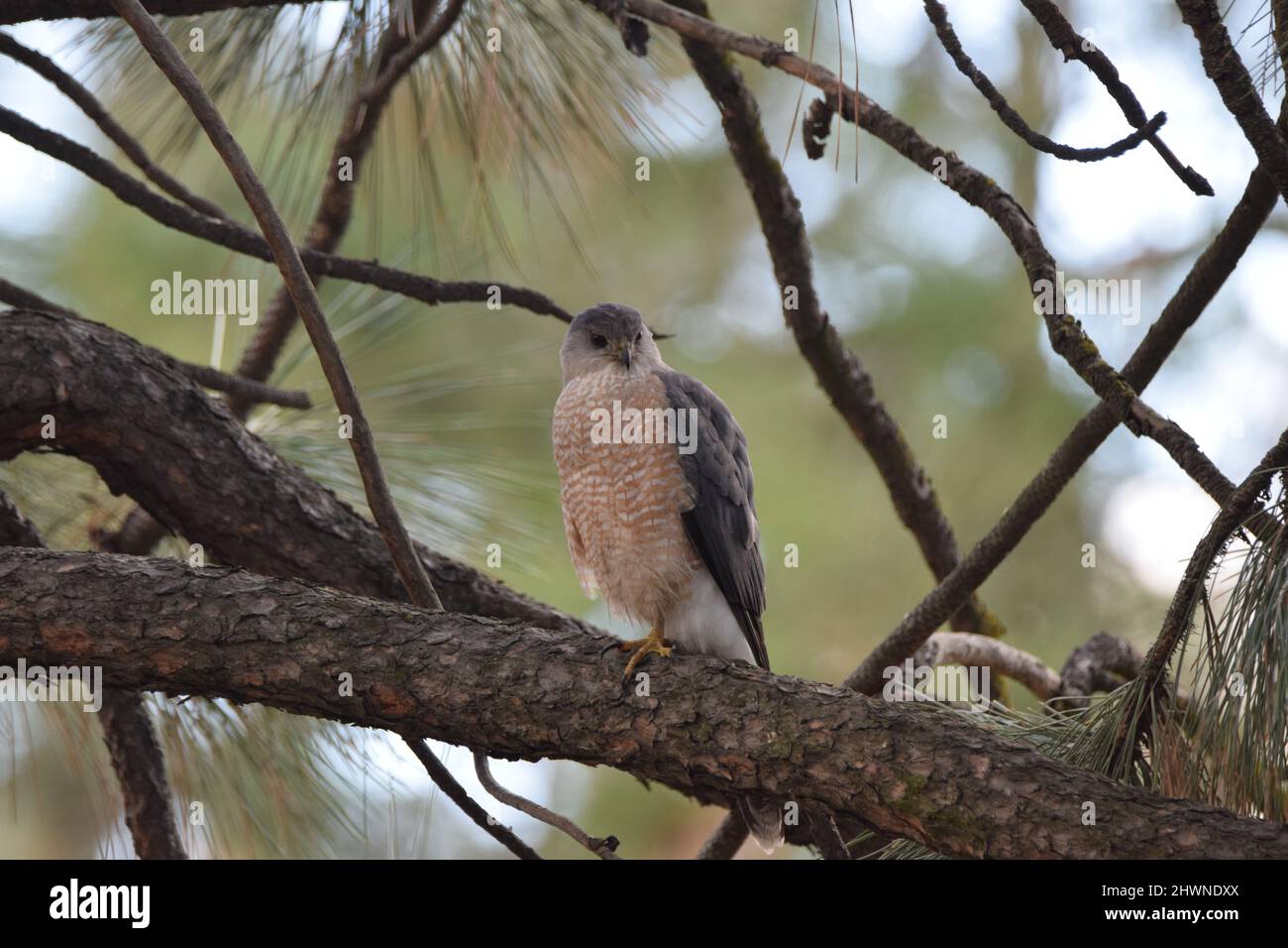 Cooper's hawk perched on Pine tree hunting Stock Photo Alamy