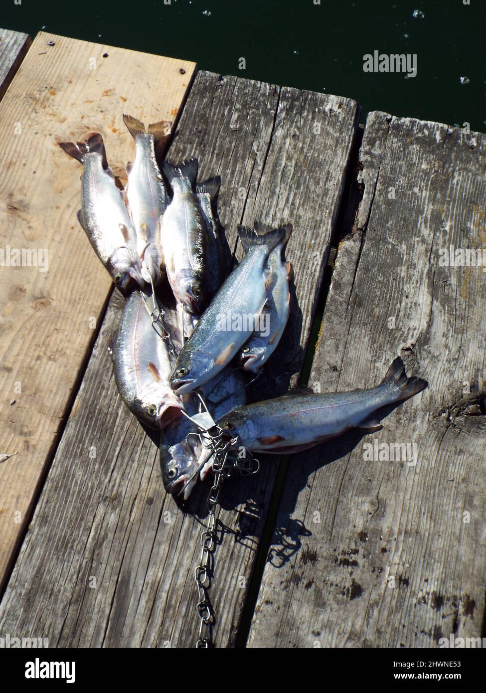 Trout on fish stringer on wooden dock. Stock Photo