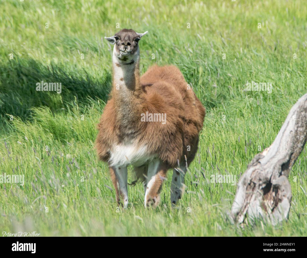 Llama with ears down standing in a field. Stock Photo