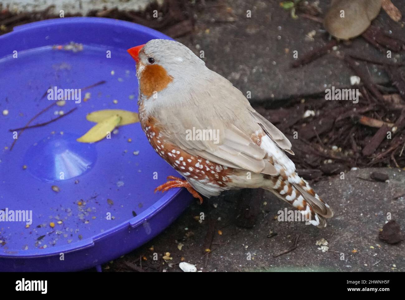 A red-faced Finchwith brown feathers perching on a food container Stock Photo