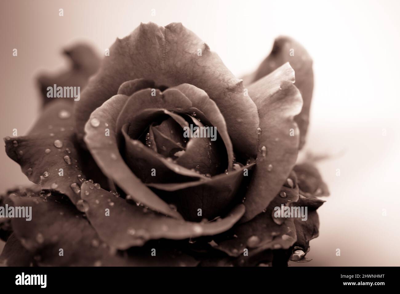 Fresh rose with water drops on white background Stock Photo - Alamy