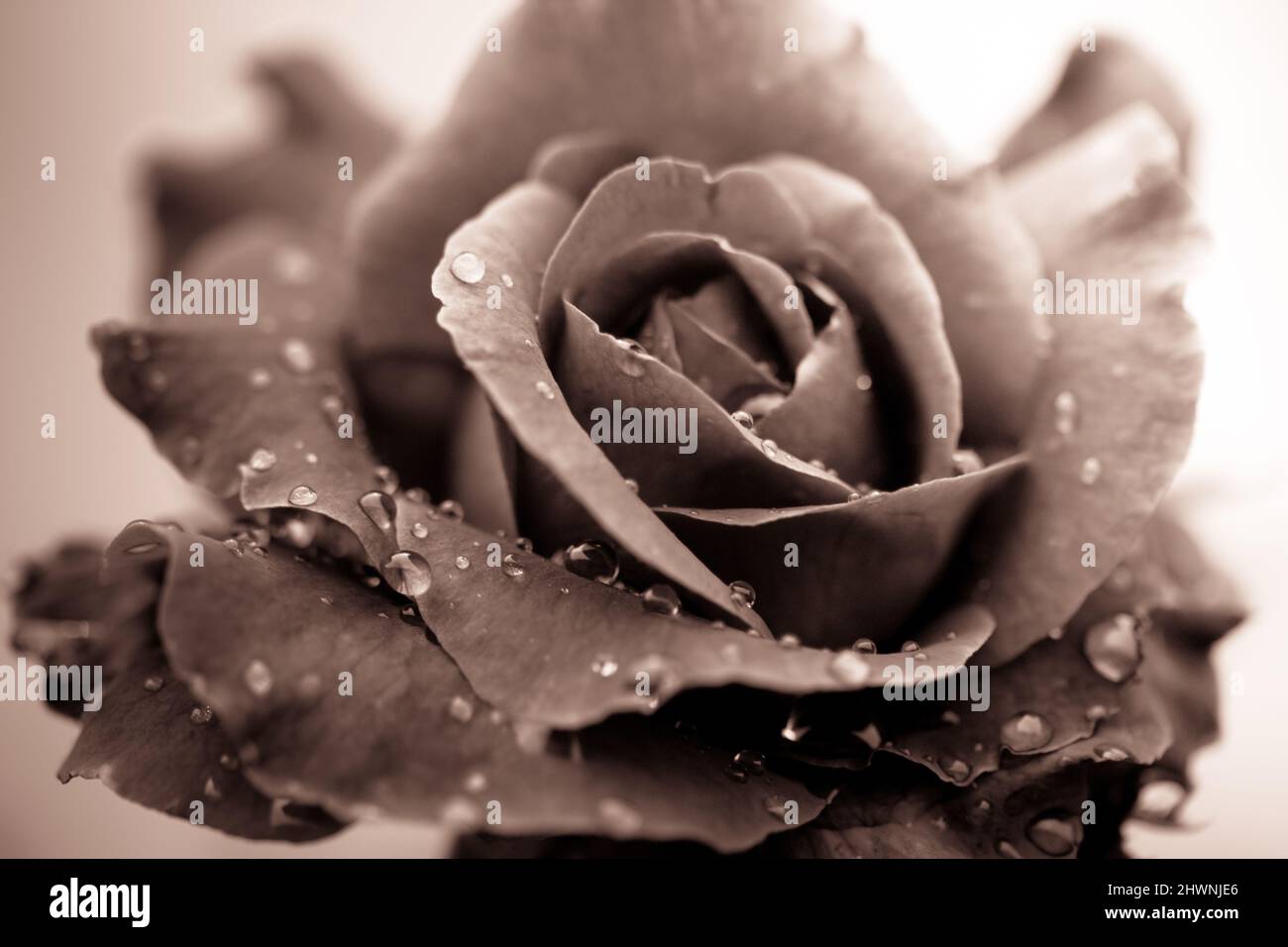 Fresh rose with water drops on white background Stock Photo - Alamy