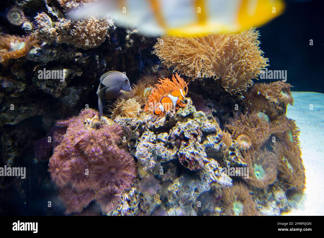 Clownfish or anemonefish,are fishes from the subfamily Amphiprioninae in the family Pomacentridae,  they form symbiotic mutualisms with sea anemones. Stock Photo