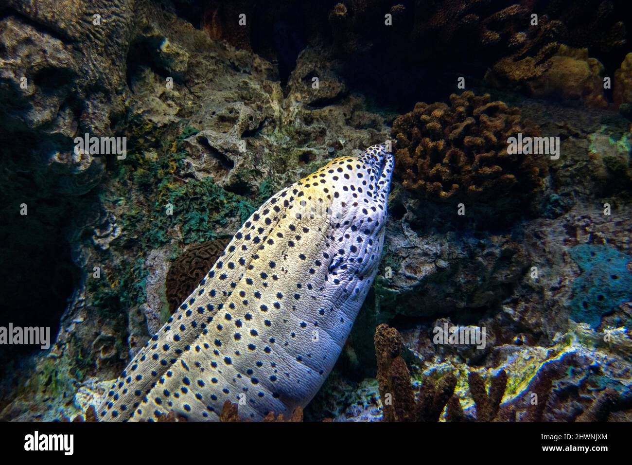 Mediterranean moray, Roman eel, Muraena helena, Its bite can be