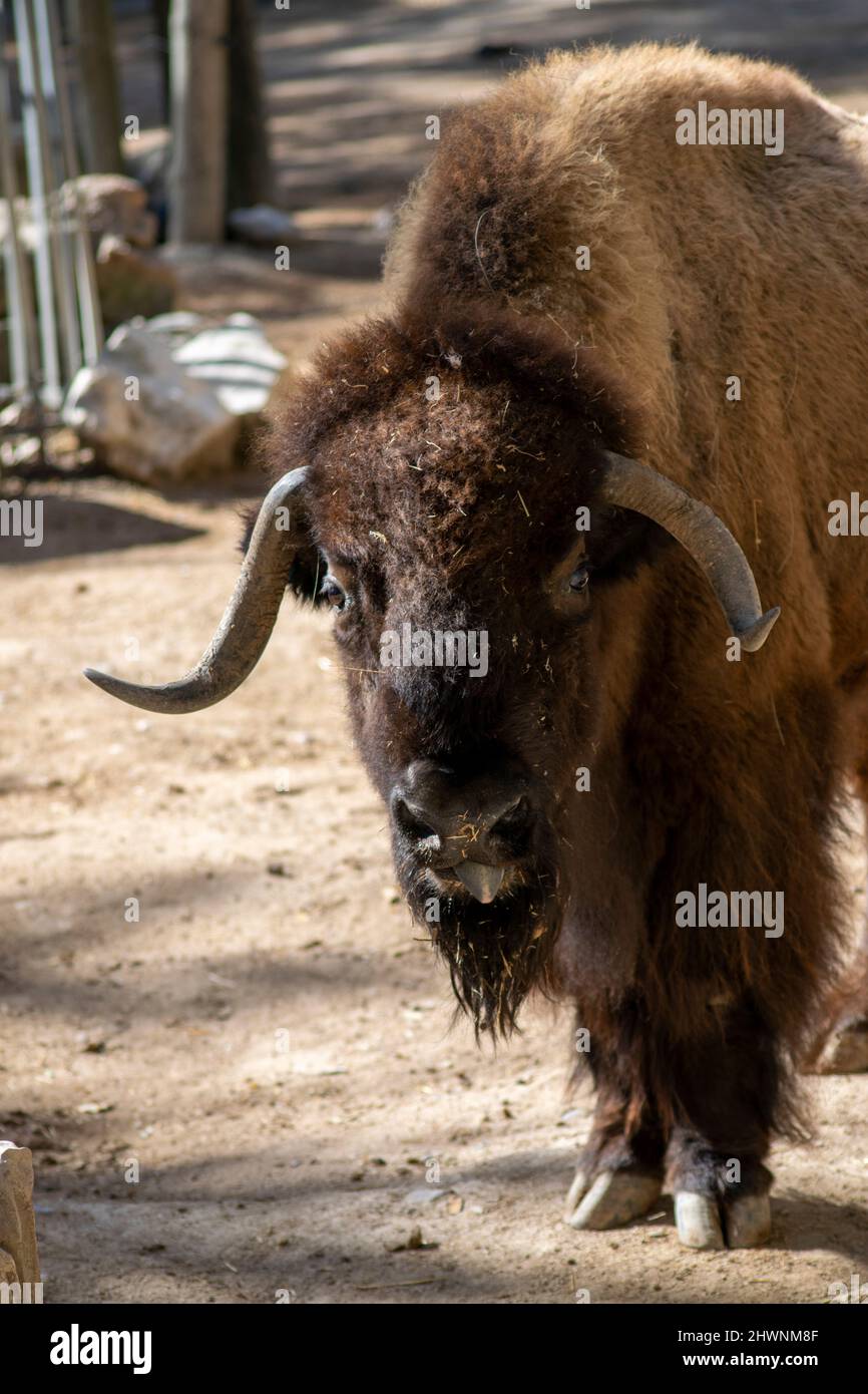 The American bison, is an American species of bison that once roamed North America in vast herds. Bison are often called buffalo. Bison bison bison. Stock Photo
