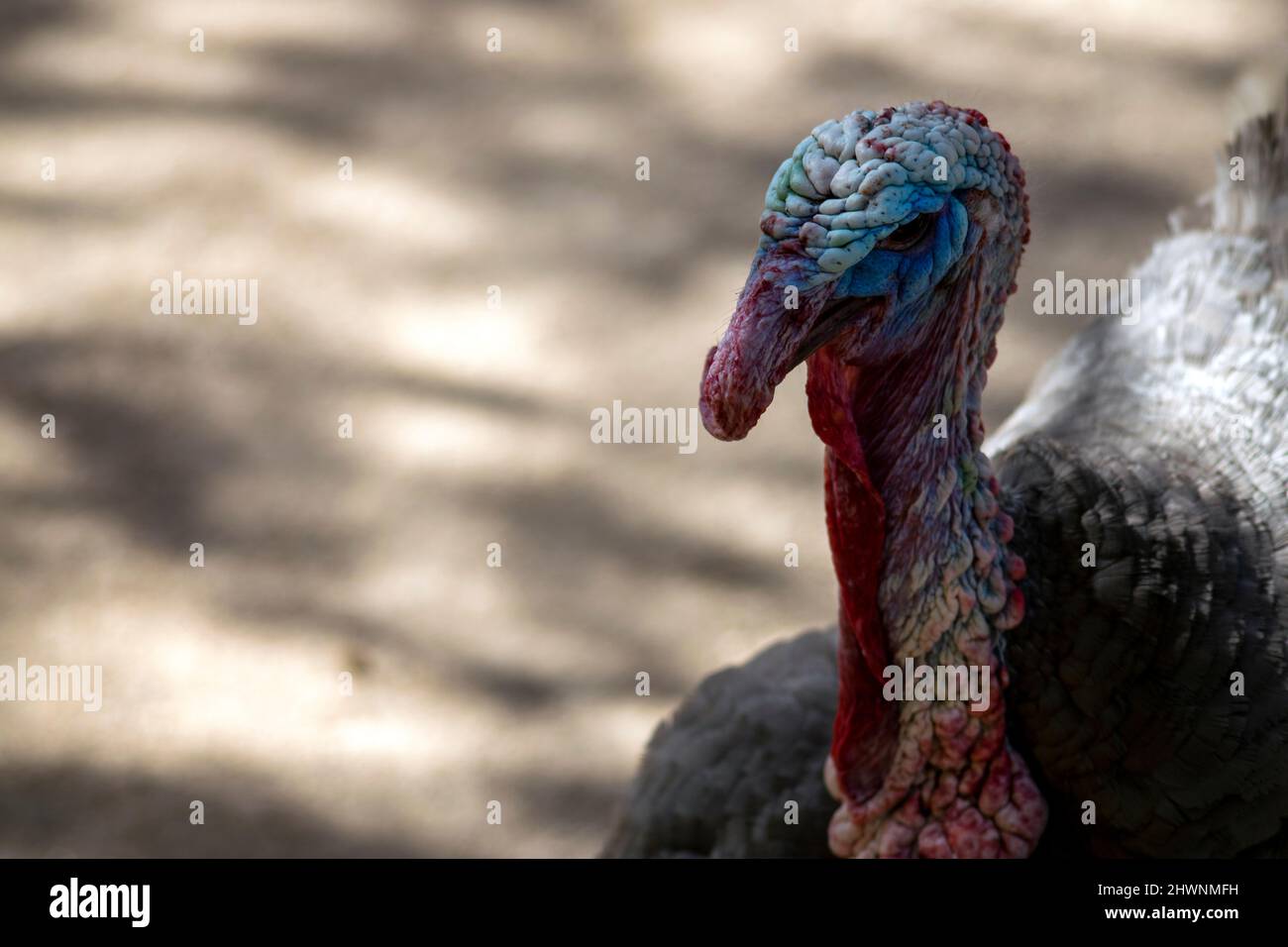 The wild turkey (Meleagris gallopavo) is an upland ground bird native to North America, one of two extant species of turkey, and the heaviest member. Stock Photo