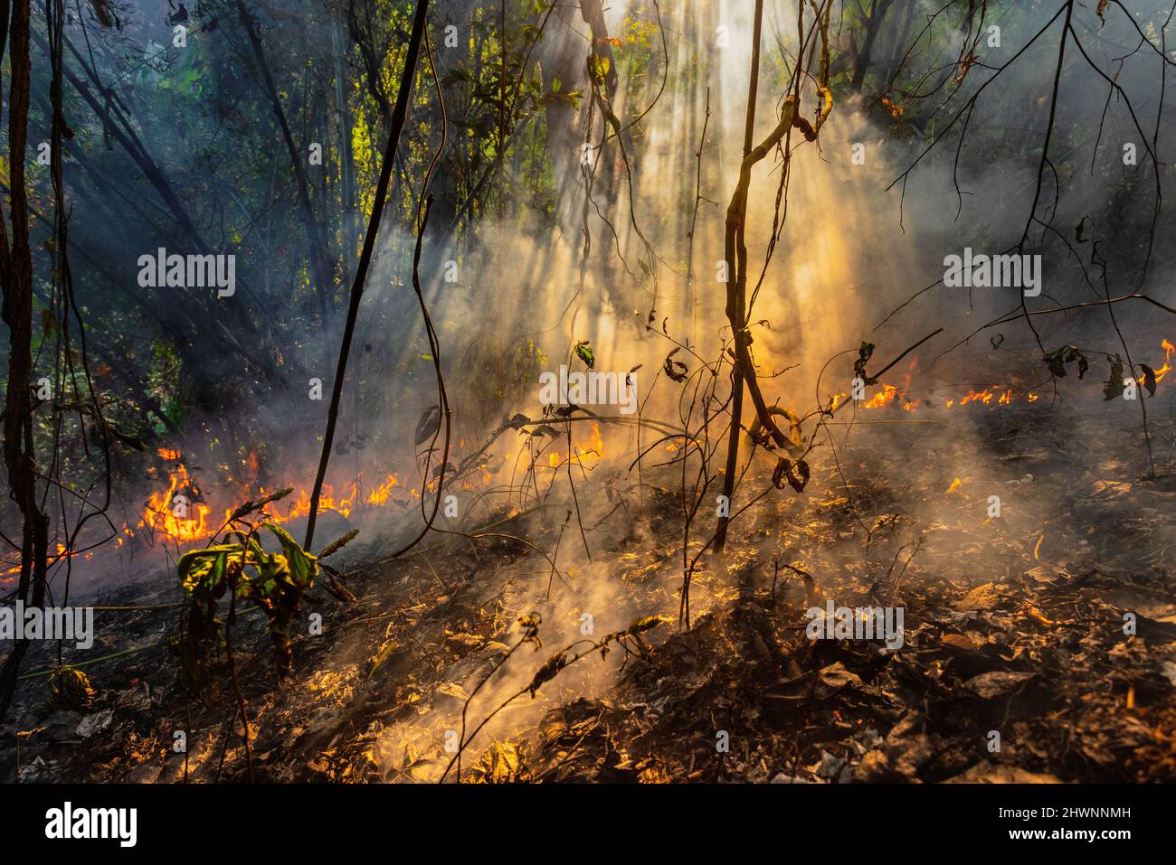 Forest fire disaster is burning caused by human Stock Photo Alamy