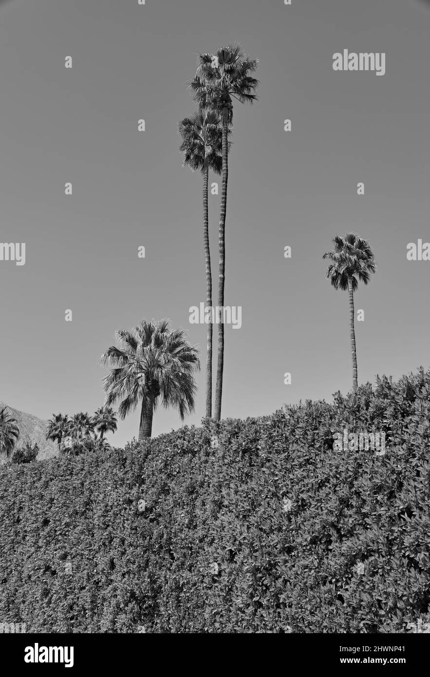 Palm Springs Mid Century Modern Stock Photo Alamy