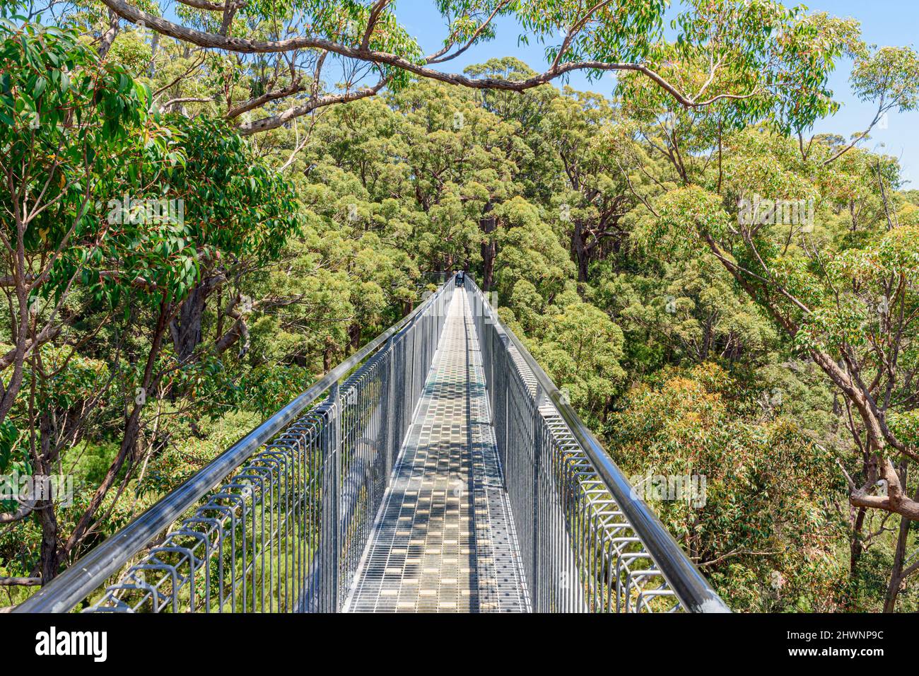The Valley of the Giants Tree Top Walk walkway through the canopy of the Red Tingle forest 