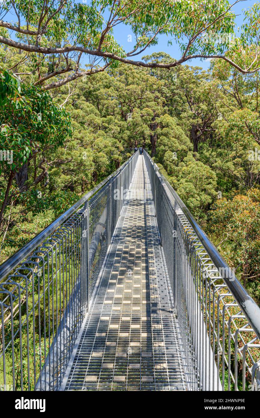 The Valley of the Giants Tree Top Walk walkway through the canopy of the Red Tingle forest 