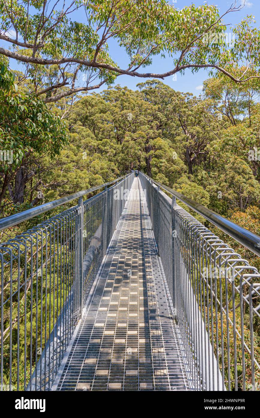 Valley of the Giants Tree Top Walk walkway through the canopy of the Red Tingle forest, Walpole Nornalup National Park, Western Australia Stock Photo