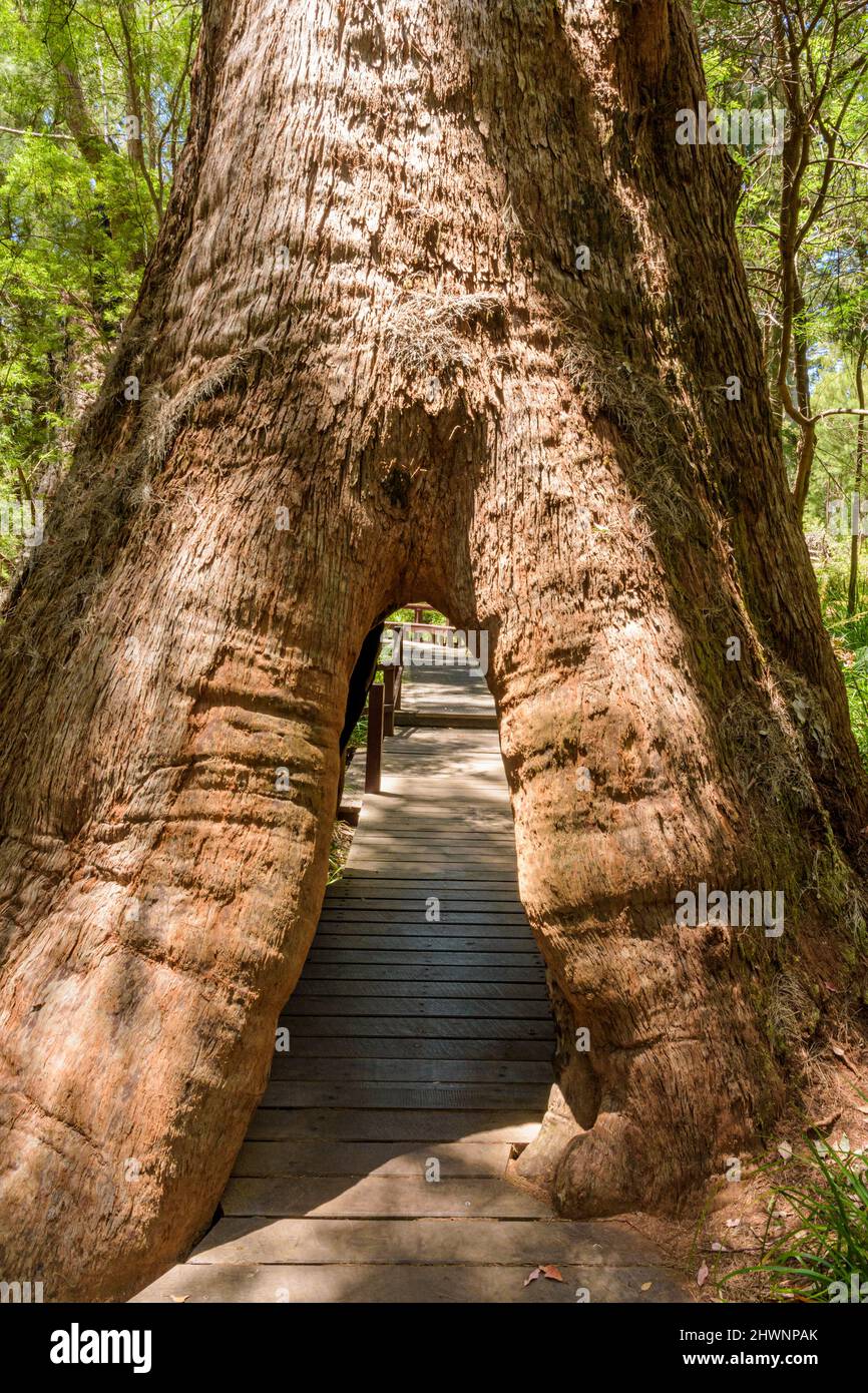 Hollowed out tingle tree by fungus, insects and then fire at at The Ancient Empire at the Valley of the Giants forest, Western Australia Stock Photo