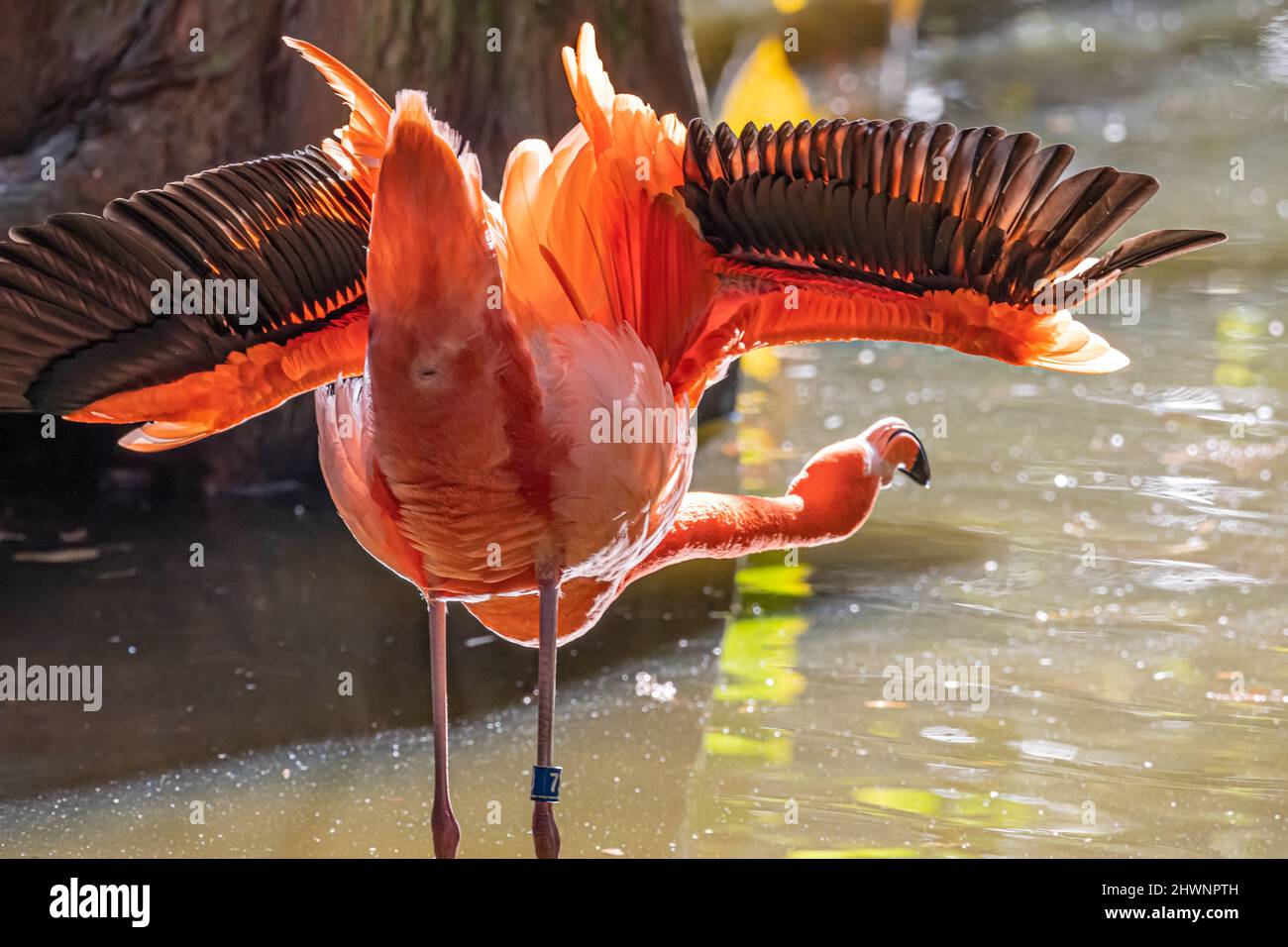 Stretching Caribbean flamingo (Phoenicopterus ruber ruber) at Jacksonville Zoo and Gardens in Jacksonville, Florida.  (USA) Stock Photo