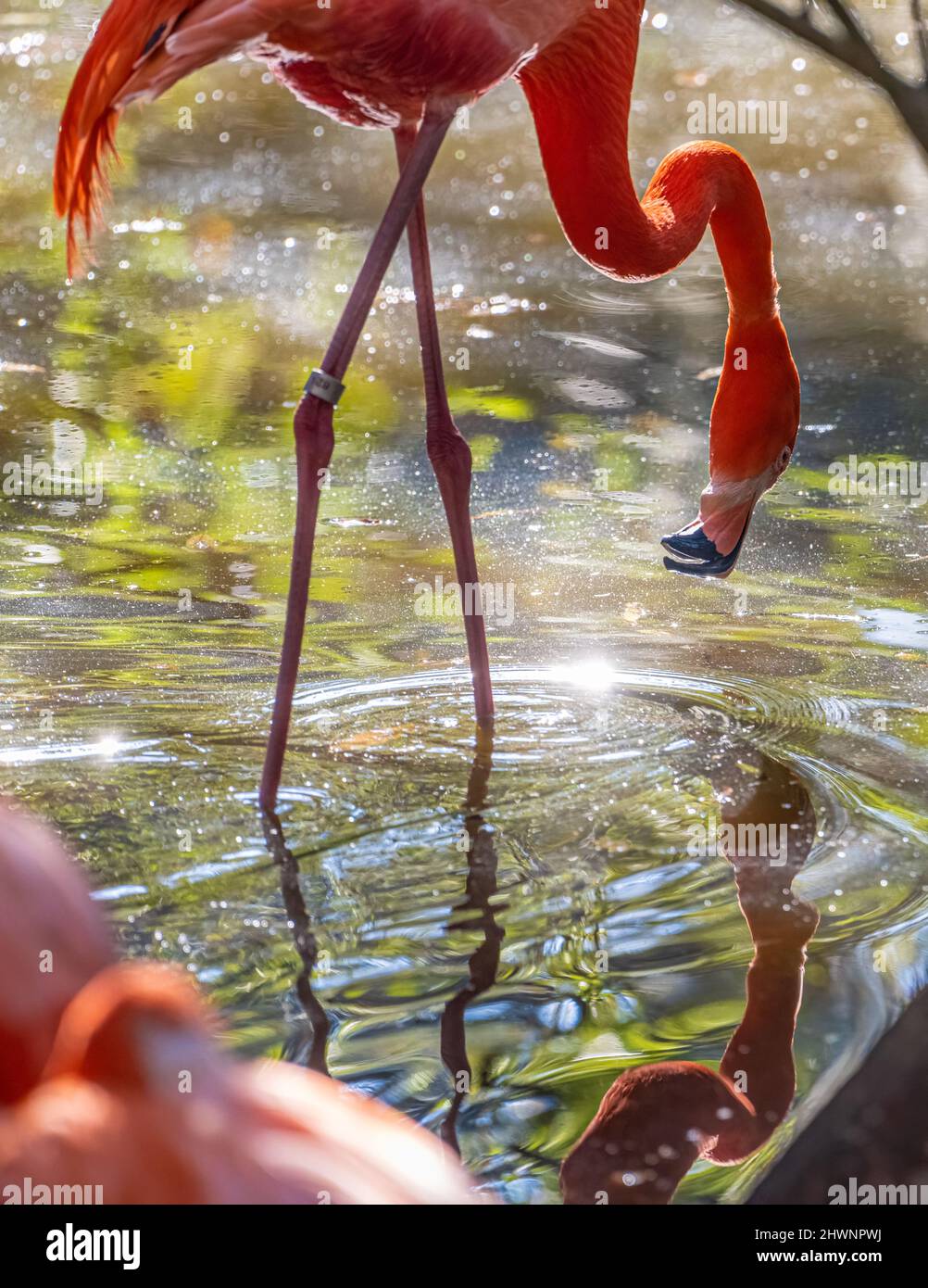 Wading Caribbean flamingo (Phoenicopterus ruber ruber) at Jacksonville Zoo and Gardens in Jacksonville, Florida.  (USA) Stock Photo