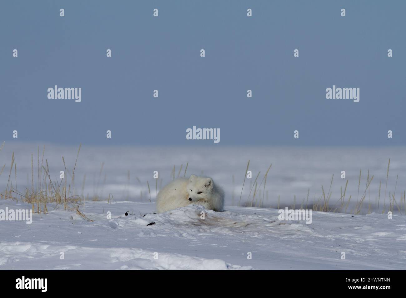 This fox was found near the community of Arviat curled up in a pile of snow, Arviat, Nunavut Stock Photo