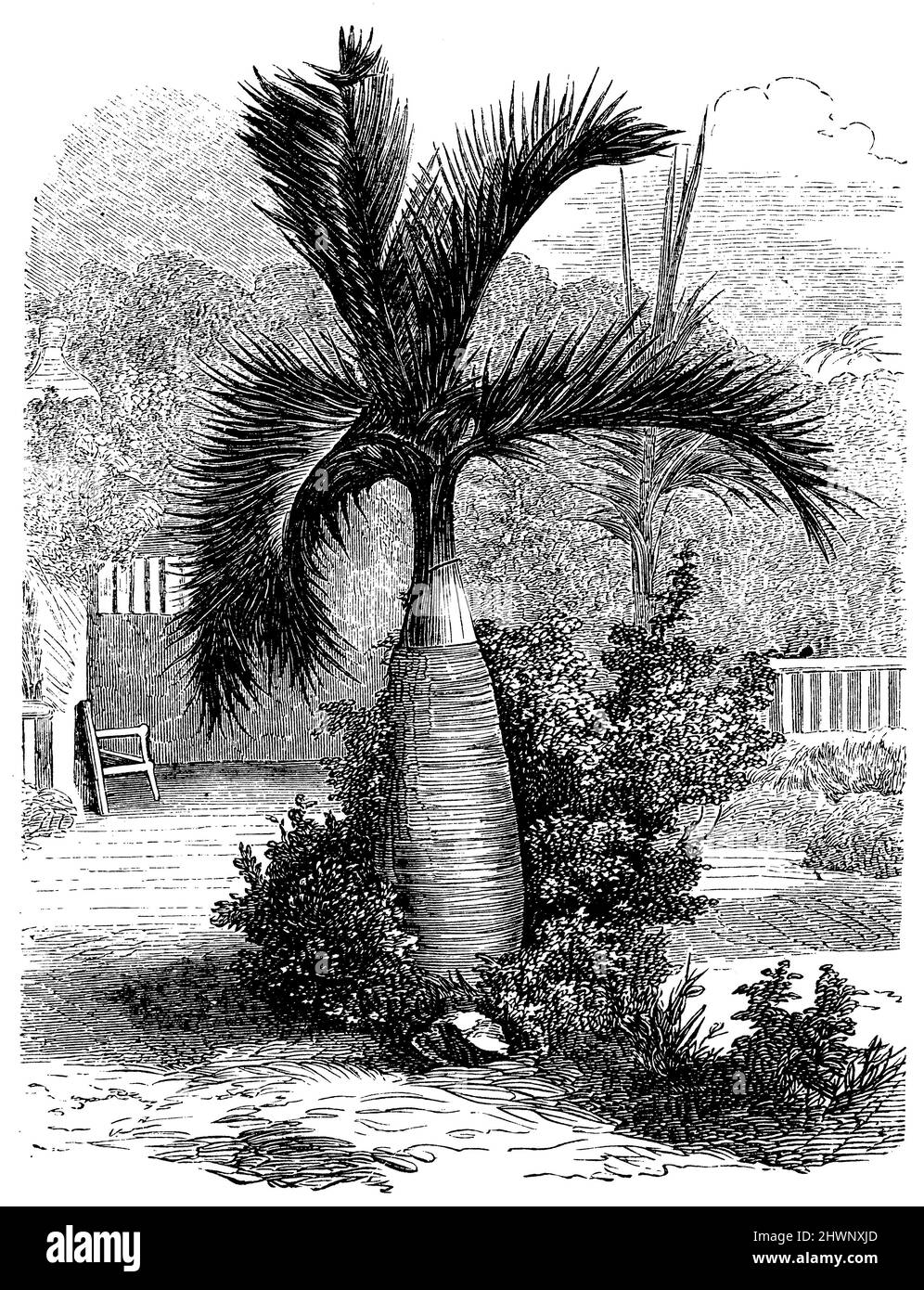 African palm tree from Madagascar, , (encyclopedia, 1893