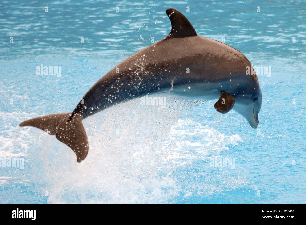 Happy dolphin is jumping out of the water Stock Photo - Alamy