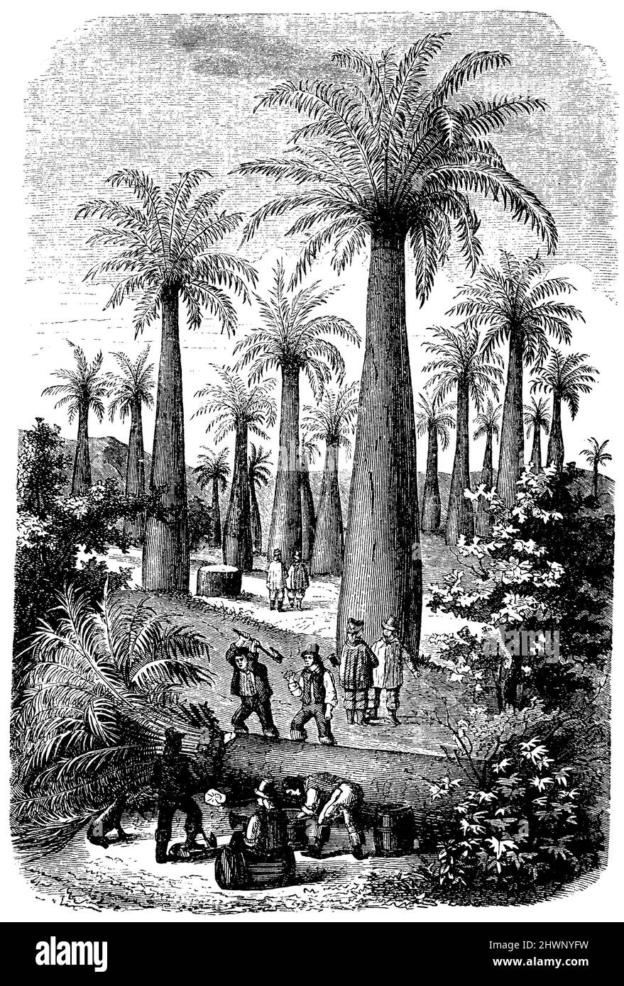 Jubaea spectabilis - Chilean sugar palm tree, ,  (encyclopedia, 1893), Jubaea spectabilis - Chilenische Zuckerpalme, Jubaea spectabilis - Palmier à sucre du Chili Stock Photo
