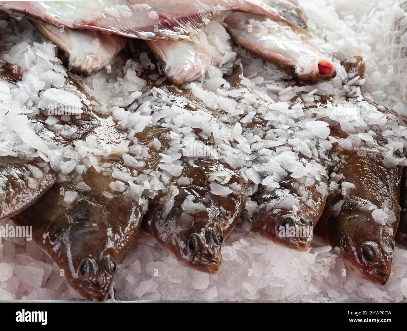 Closeup of fresh cooled whole raw fish on ice. Market Shelf fresh fish arrange in ice. Street photo, no people, selective focus Stock Photo