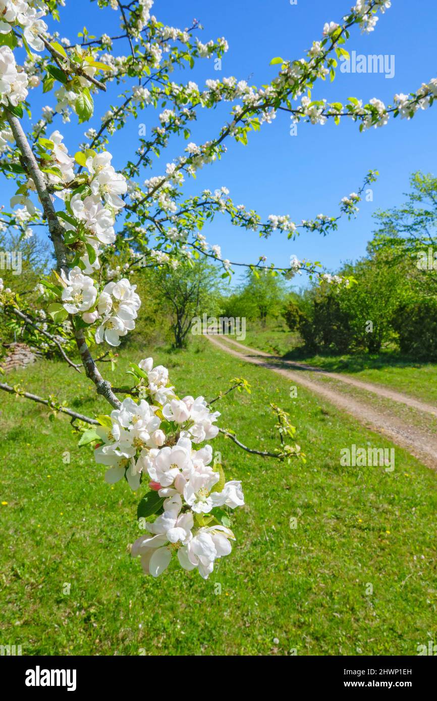 Flowers on a fruit tree branch at a meadow with a dirt road Stock Photo ...