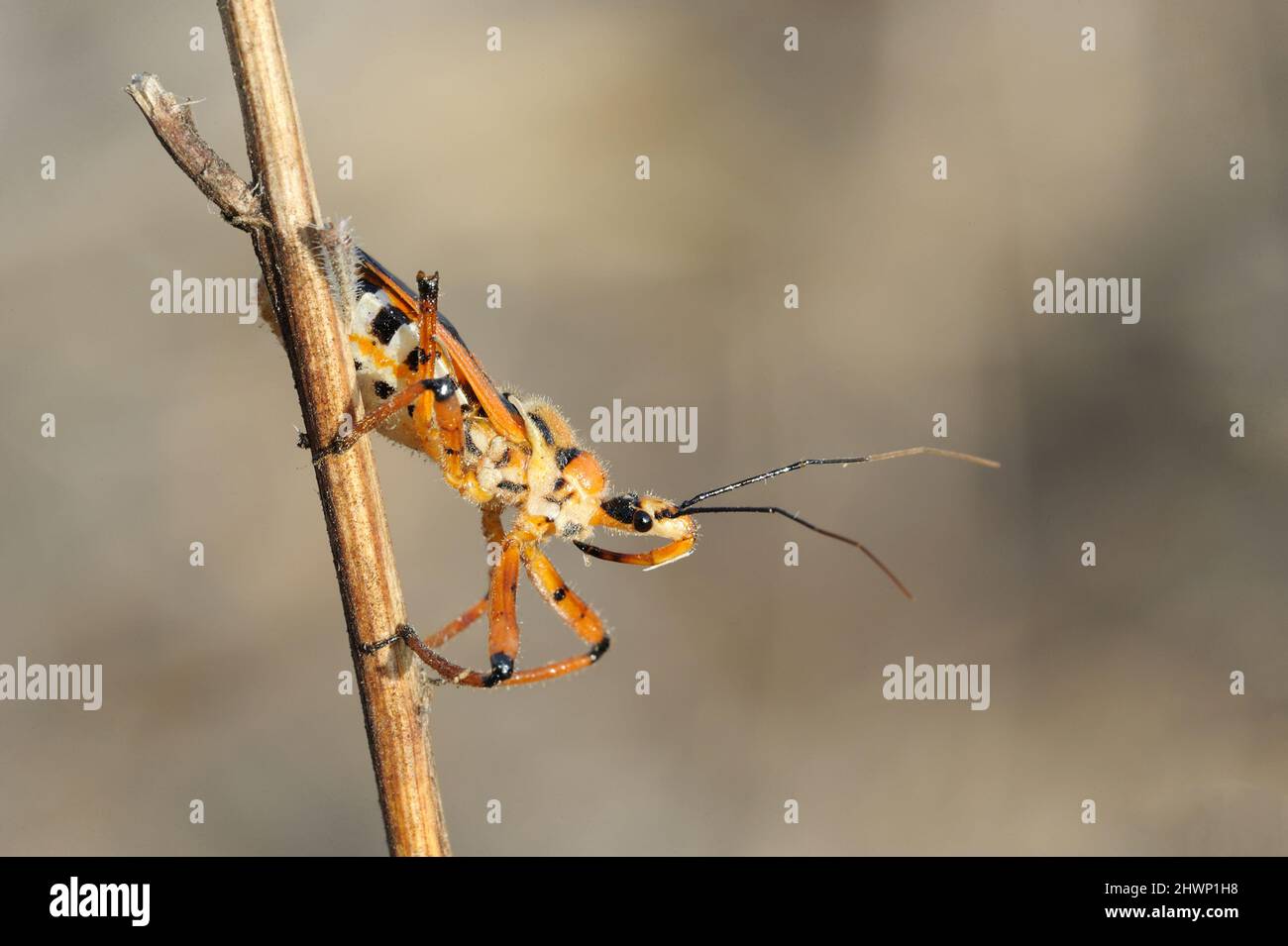 Closeup of the nature of Israel bug on a branch Stock Photo Alamy