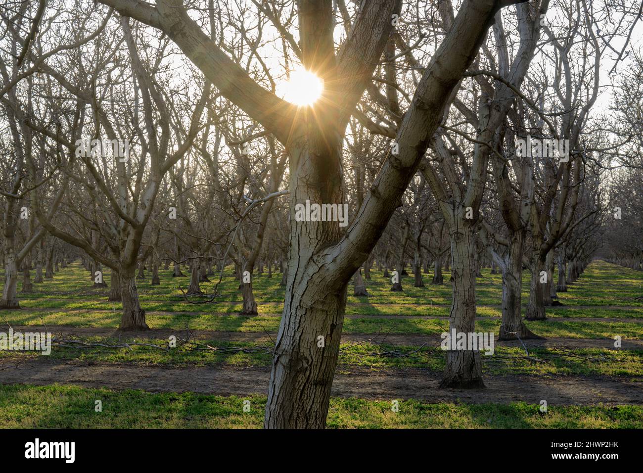 Sun shines through fruit orchard in Winters, Yolo County, California, USA. Stock Photo