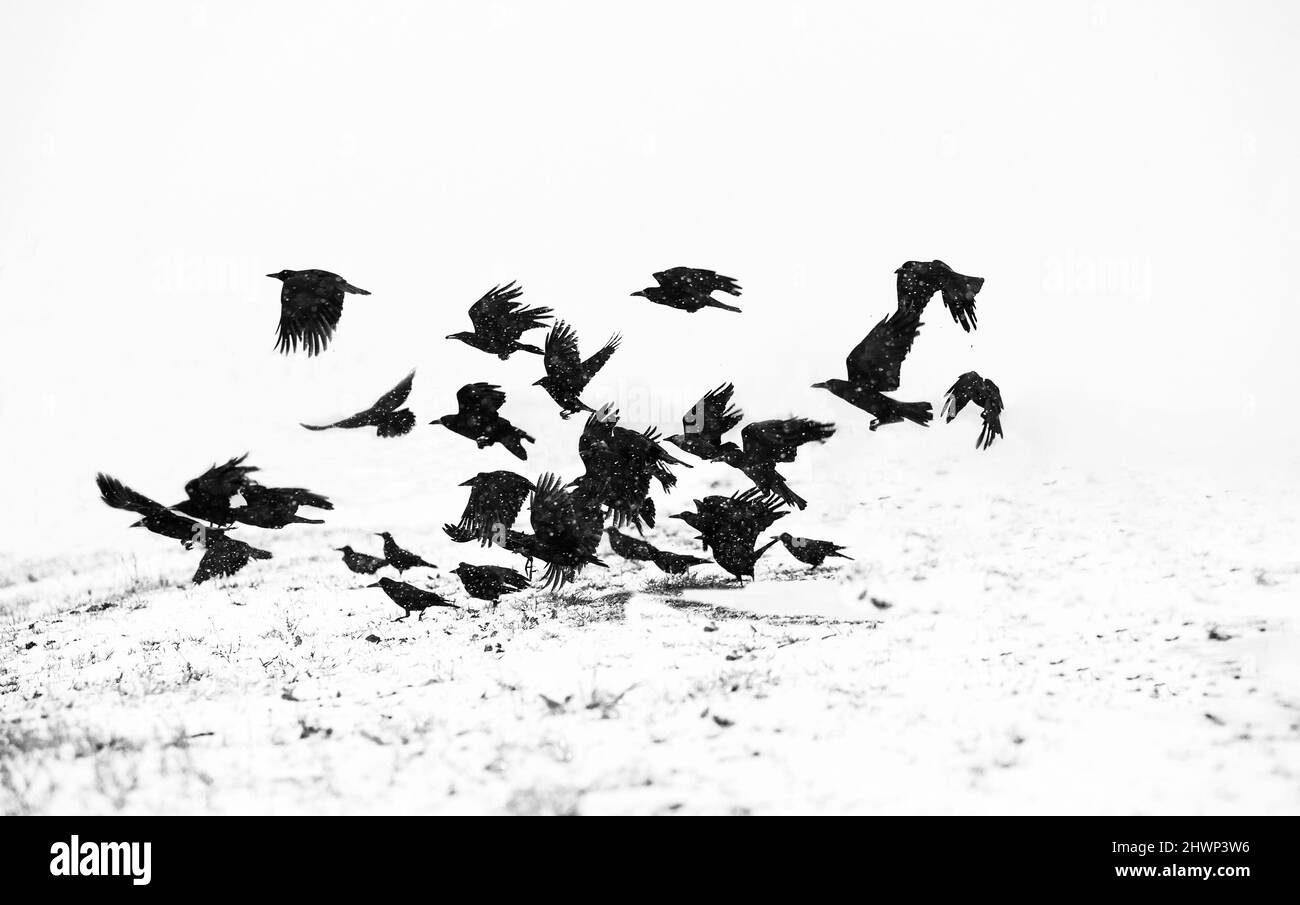 Flock of crows over frozen field Stock Photo