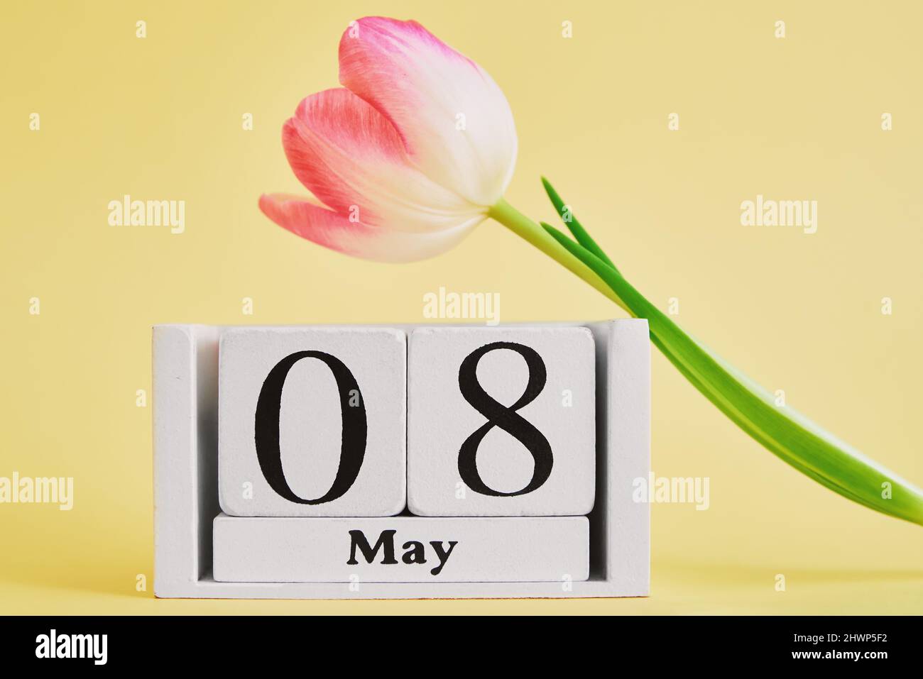 Wooden calendar with date 8 may and tulip flower on yellow background ...