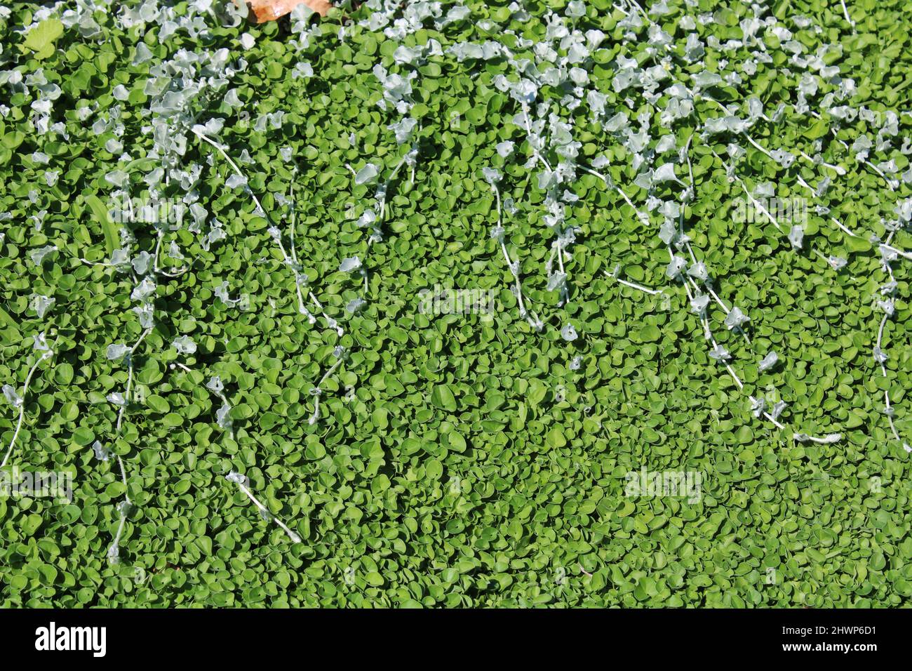 Dichondra argentea 'Silver Falls', plant Stock Photo