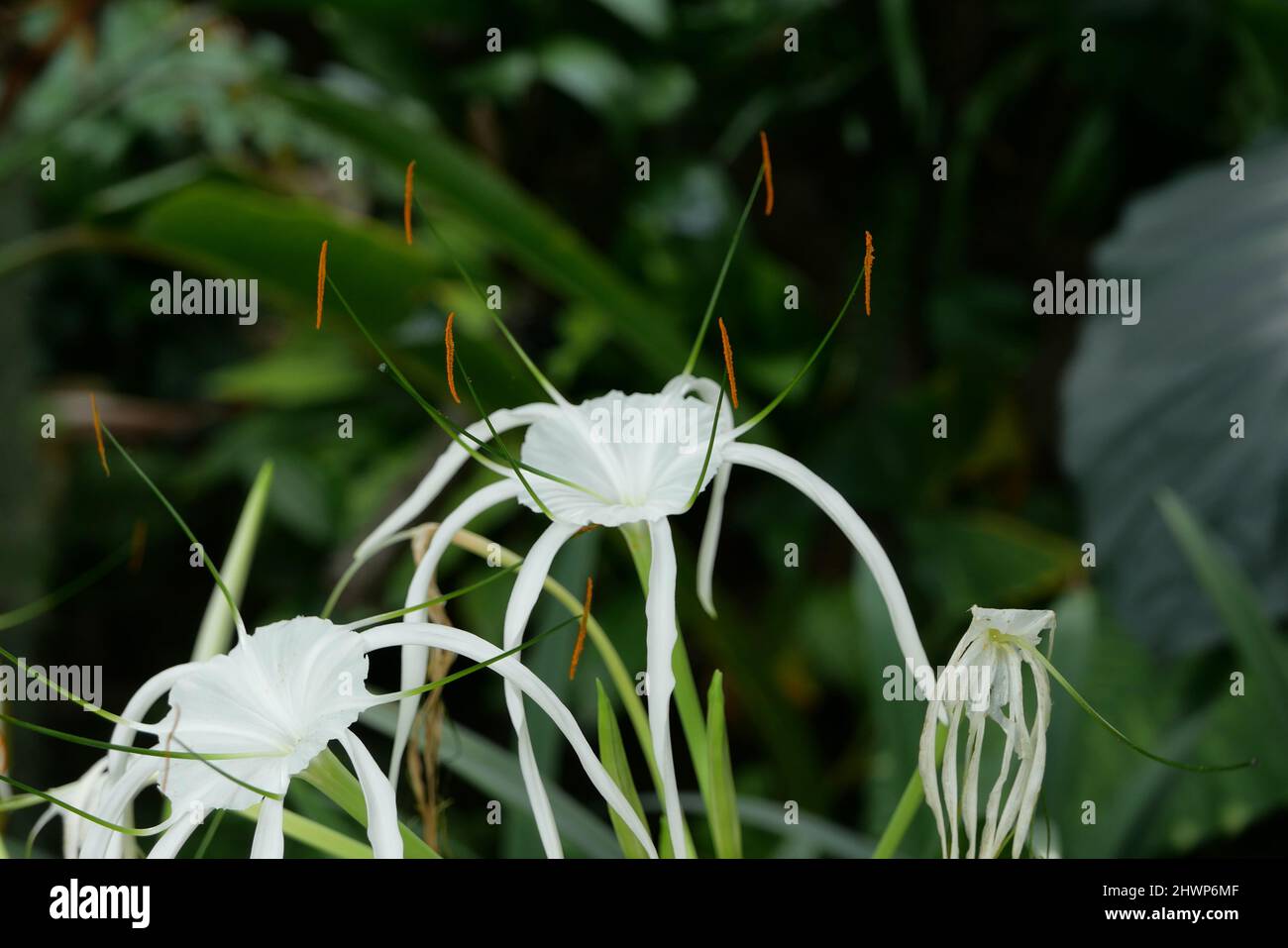 Delicate white hymenocallis otherwise known as tropical or spider lily Stock Photo