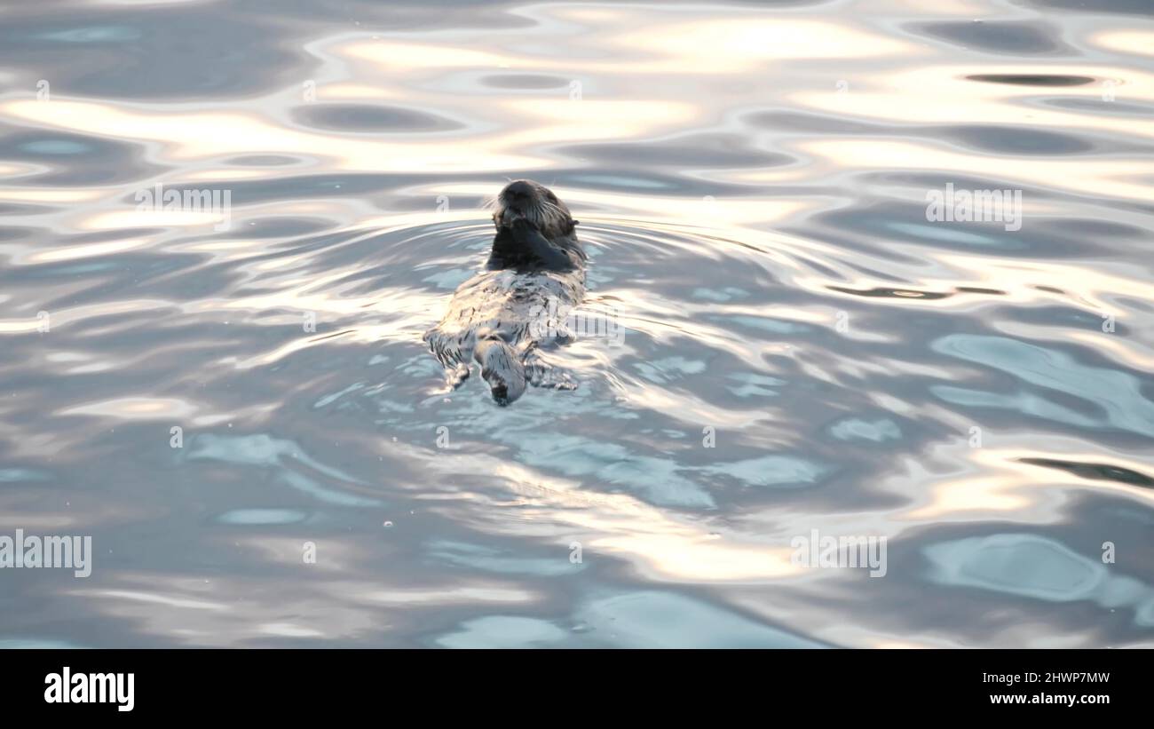 Cute furry sea otter marine mammal behavior, adorable cuddly wild aquatic animal swimming in ocean water, California coast wildlife, USA fauna. Funny small paws or hands. Turning, rolling or rotating. Stock Photo