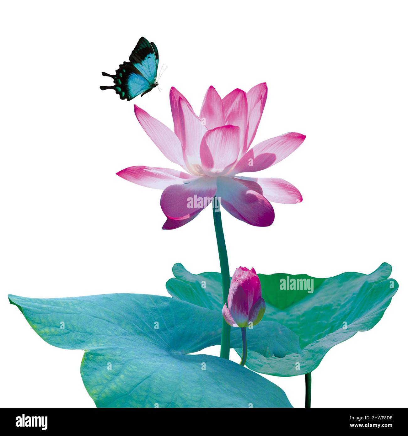 Lotus flower and butterfly on white background Stock Photo
