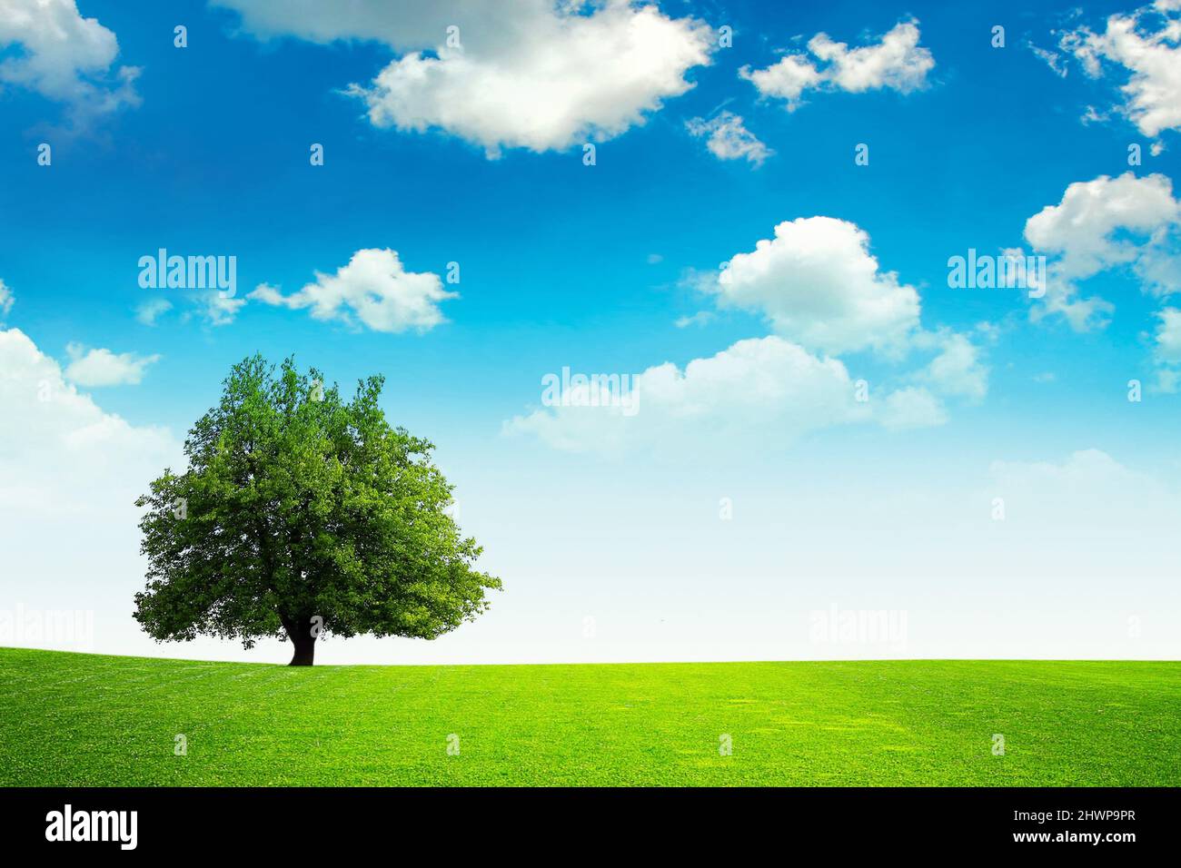 Green grass field and blue sky background Stock Photo - Alamy