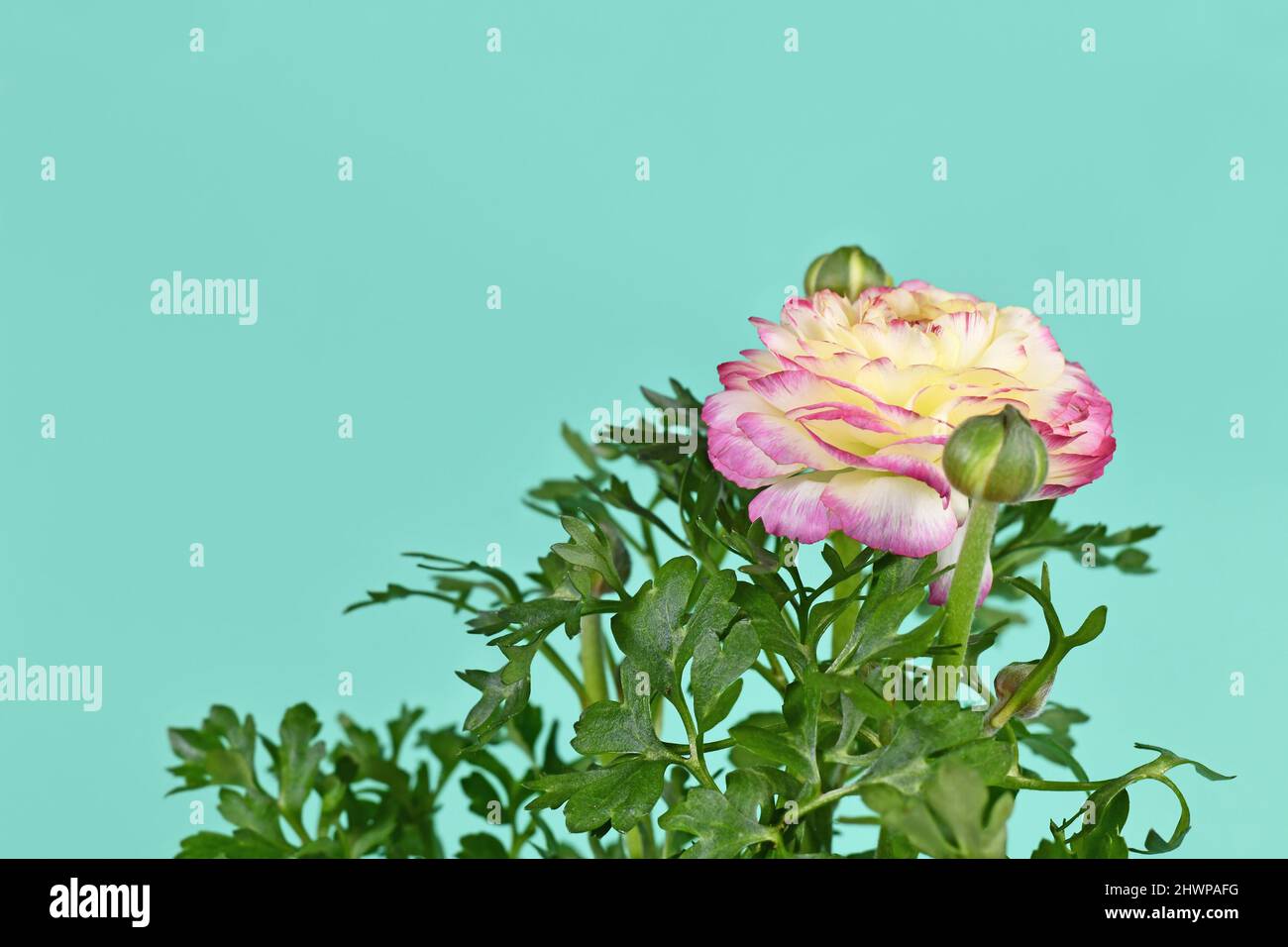 Pastel pink ranunculus or buttercup hi-res stock photography and images ...