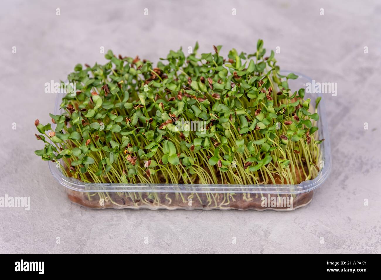Grow microgreen for healthy food. Healthy vitamin food Stock Photo Alamy