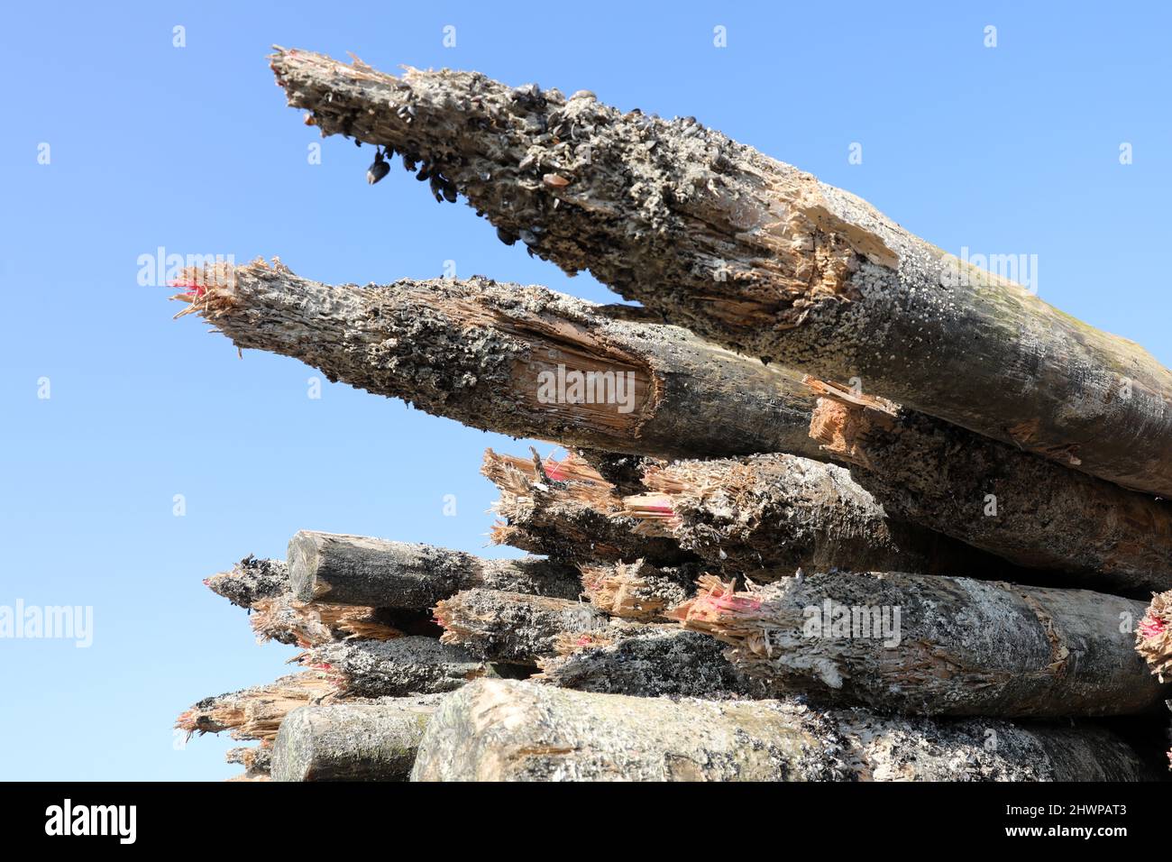 Wustrow, Germany. 02nd Mar, 2022. Behind the dike of the Baltic seaside resort of Wustrow on the Fischland peninsula are old groynes that have been destroyed by the ship borer (Teredo navalis). The replacement of the 21 groynes will cost 1.9 million euros and last from September 2021 to May 2022. The new groynes are built seaward from certified tropical wood that can resist the ship borer. Credit: Bernd Wüstneck/dpa-Zentralbild/ZB/dpa/Alamy Live News Stock Photo