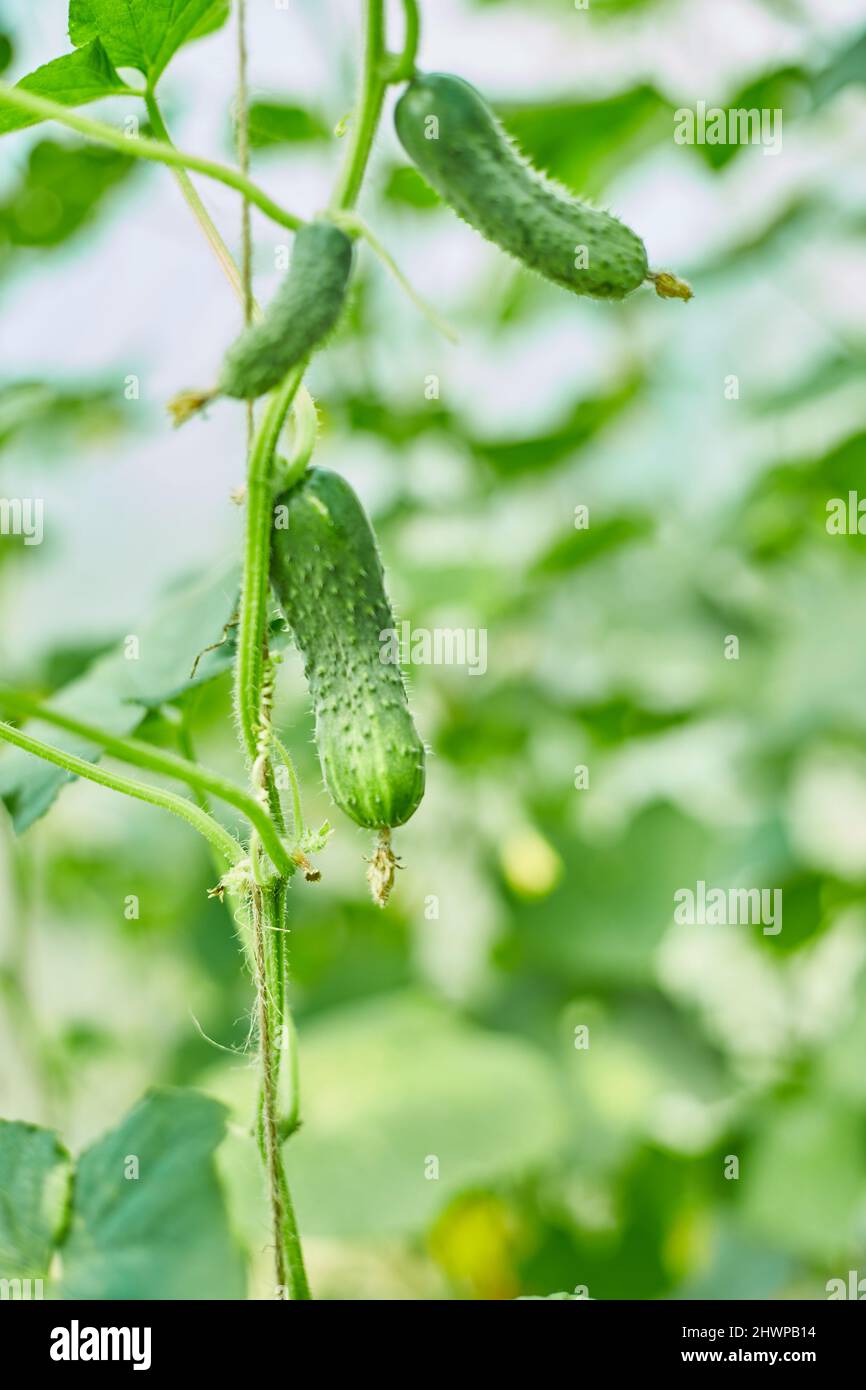 Ripe cucumbers seedling growing in greenhouse ready for picking, Young