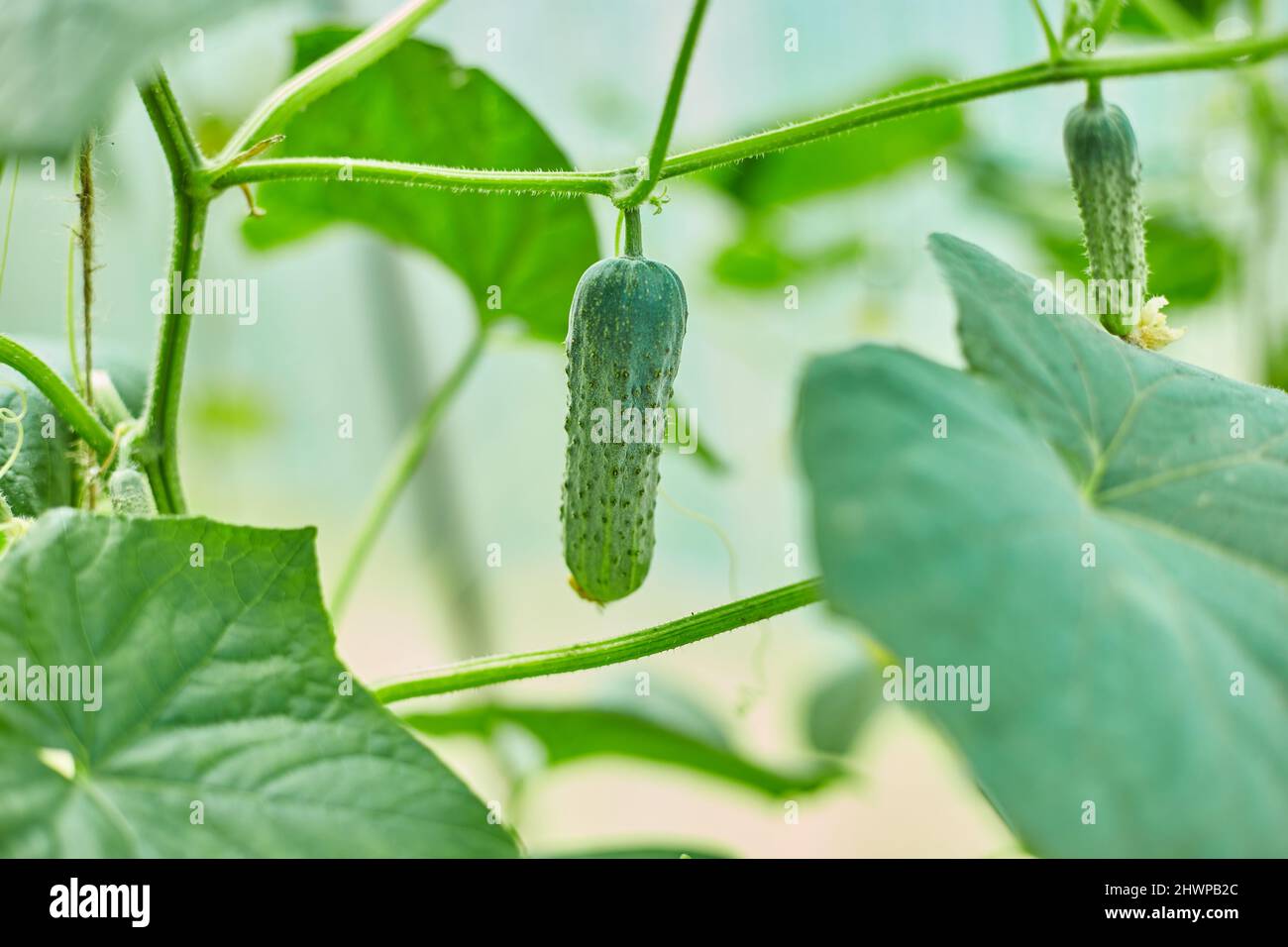 Ripe cucumbers seedling growing in greenhouse ready for picking, Young