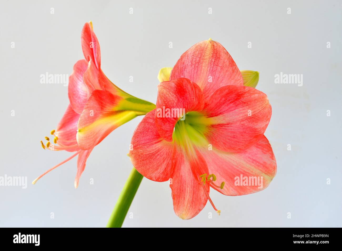 Amaryllis, flower in a closeup Stock Photo
