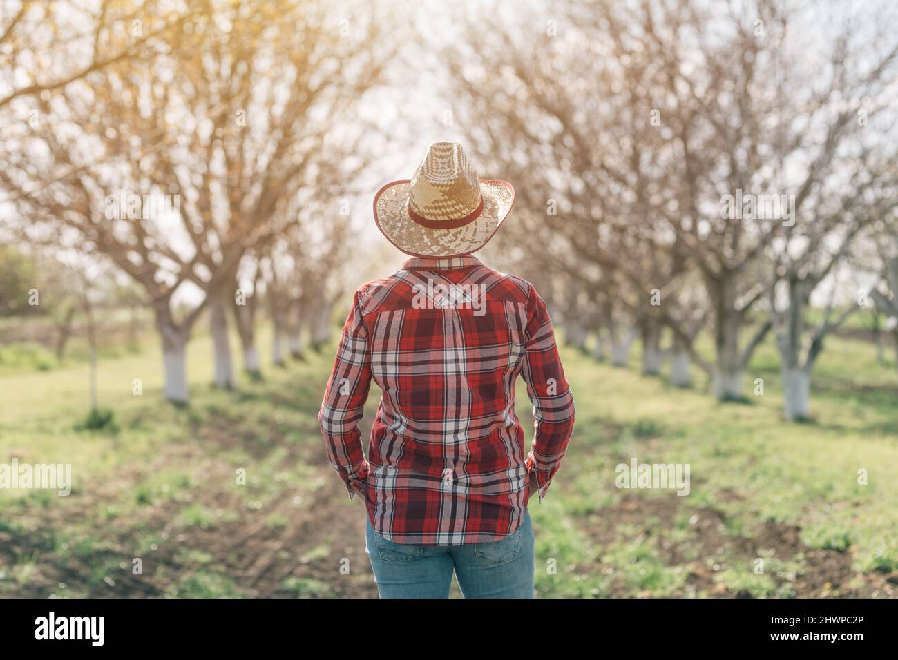 Rear view of female farmer in organic walnut orchard, sustainable farming and homegrown produce, selective focus Stock Photo