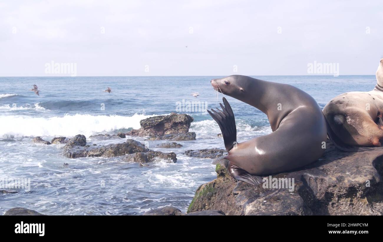 Sea Lions and seals La Jolla beach, San Diego, California, USA Stock Photo  - Alamy