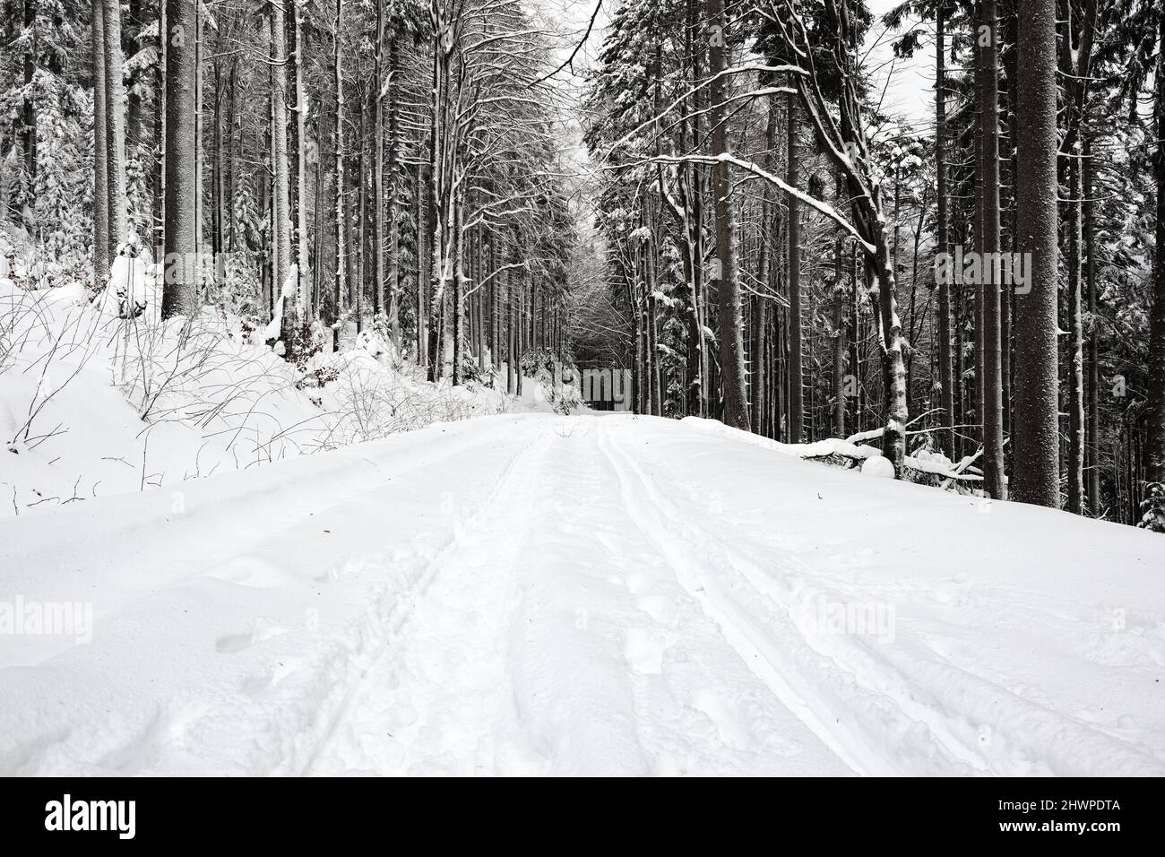 Snow Covered Forest Path during Cold Weather. Winter Landscape with Snowy Trees. Stock Photo