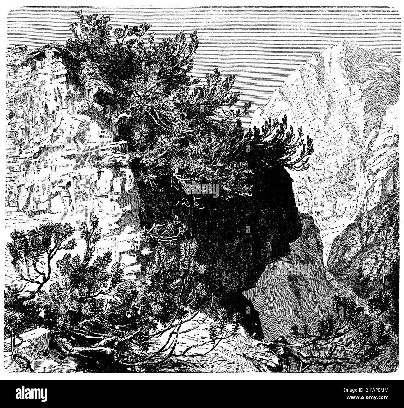 Leghorns or mountain pines in the limestone Alps, ,  (atlas, 1909), Legföhren oder Latschen in den Kalkalpen, Pins de montagne ou pins de montagne dans les Alpes calcaires Stock Photo