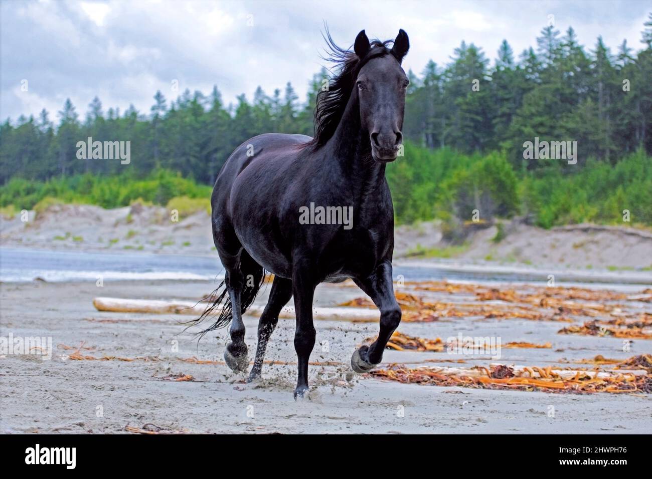 Black Morgan Horse running on sandy beach, Westcoast, British Columbia, Canada Stock Photo
