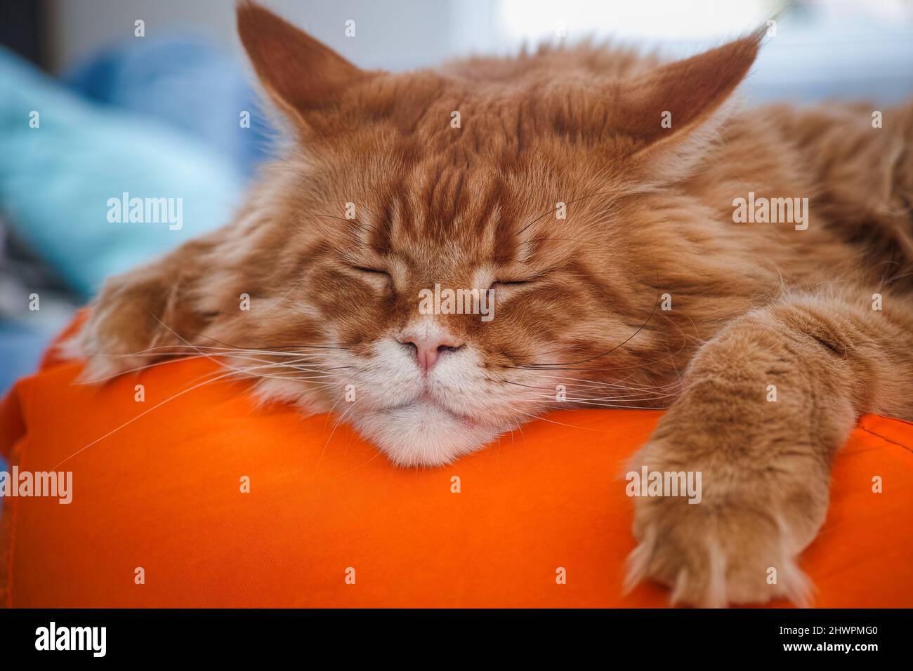 A red Maine coon cat sleeping on an orange bean bag chair. Close up. Stock Photo