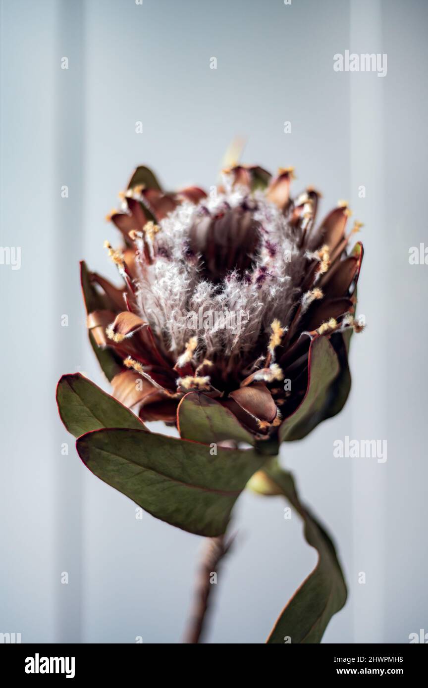 Dry protea flowers Stock Photo Alamy