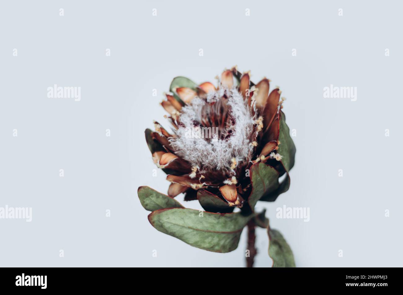 Dry protea flowers Stock Photo Alamy