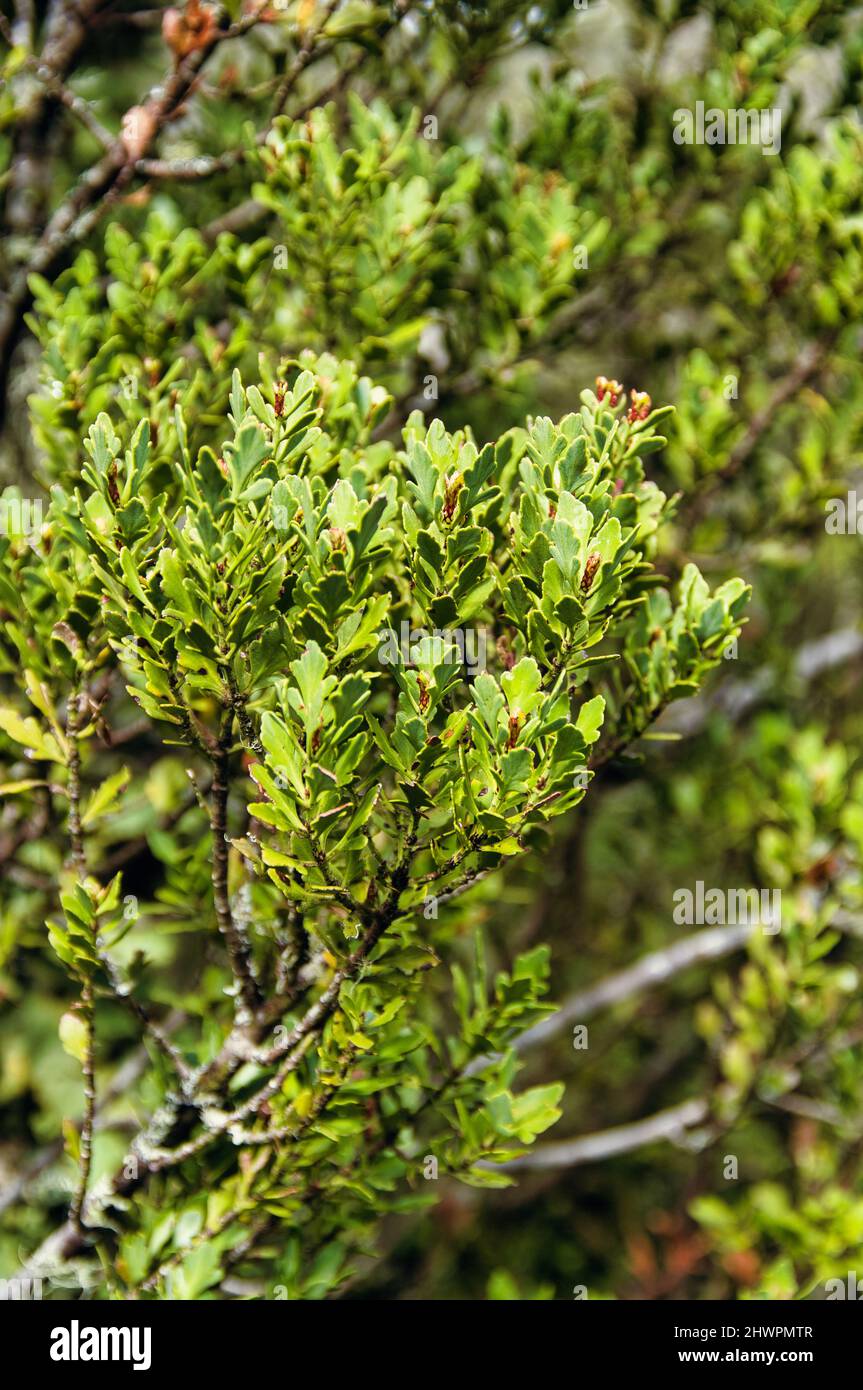 Leaves of the New Zealand celery pine or tanekaha (Phyllocladus trichomanoides) in the alpine forest of Mount Ruapehu, North Island Stock Photo